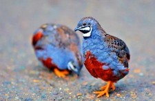 3 Exotic Mystery Pack Button Quail Hatching Eggs SPECIAL RARE Shipped In Foam picture