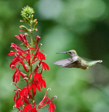 CARDINAL FLOWER Red Hummingbird Plant Perennial Wet Areas Non-GMO 1000 Seeds picture