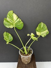 Monstera Ocean Mint Variegated picture