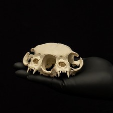 Two Headed Cat Skull Replica Janus Diprosopus Persian Oddities Unpainted picture