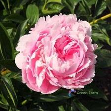3 Bulbs Paeonia Lactiflora Chinese Herbaceous Common Garden Peony Double Flower picture