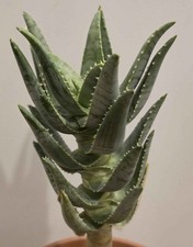 Aloe pillansii picture
