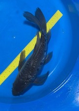 Kumonryu Doitsu Butterfly Black Koi 14.5-inch, Black Swamp Koi Farms picture