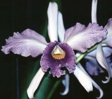 Cattleya Canhamiana 'Colbalt' Am/Aos Original Awarded Bs Established Division  picture