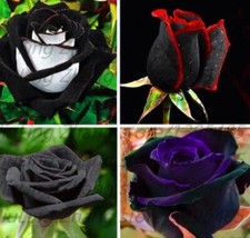 20 EXOTIC RARE BLACK ROSE SEEDS home garden flower plant bush diy sun Rosas tea picture
