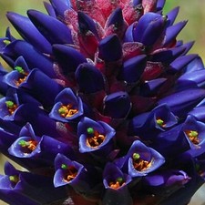 Puya venusta, Chagualillo, Coastal Purple Puya, Bromeliad - 30 Sementes picture