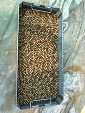 Chamaedorea Plumosa Palm Seeds picture