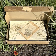 Herbarium Box of 45 Grass Specimens 1936-1940 Connecticut Agricultural College  picture