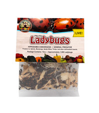 1,500 Live Ladybugs - Guaranteed Live Delivery picture
