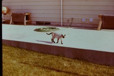 c1970's 35mm Slide, Siamese Cat, Concrete Patio, Suburban Home garden green picture