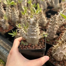 RareSucculent plant Pachypodium rosulatum subs. makayense SeedGrown picture