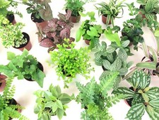 Mini Terrarium Plants (6 Plants) (2