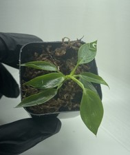 Philodendron Spiritus Sancti 2 Inch Pot Starter Plant  [Non Exact] picture