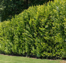 Southern Wax Myrtle (Myrica cerifera) Starter- 10-12 inches Starter picture