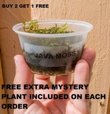 BUY 2 GET 1 FREE Java Moss Freshwater Live Aquarium Plants planted tank aquarium picture