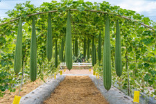 75pcs Super Long Luffa Gourd Seeds - Non-GMO, Loofah Sponge Gourd Seeds picture