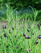 🌿Pipicha Seeds (0.40 Oz) Rare Authentic Mexican Herb picture