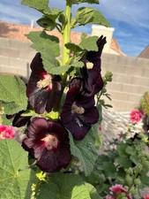 50 Black Hollyhock Seeds Alcea Nigra Homegrown Deep Purple black flowers picture