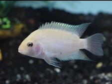 PINK CONVICT CICHLID 1.5 to 2