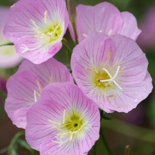 Showy Evening Primrose Seeds | Non-GMO |  | Seed Store | 1240 picture