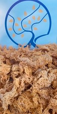 16oz 100% Raw St.Lucia Golden Sea Moss-Wildcrafted  picture