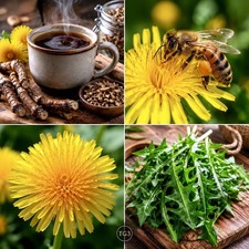 🌼 1000+ DANDELION SEEDS | EDIBLE AUTUMN GREENS | NON-GMO PERENNIAL  picture