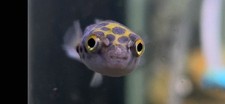 Leopard Puffer 1.5–2” – Live Freshwater Fish – Rare, Bold, and Captivating picture