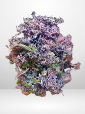 Purple Sea Moss Chondrus Crispus Raw Dried Wildcrafted Irish Moss Jamaica picture