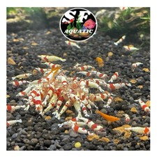 20+2 Crystal Red Shrimp CRS (Mixed Grade S-SSS) - Live Guarantee - USA Stock picture