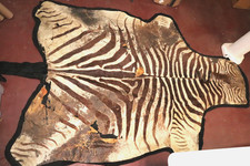 Antique GENUINE AFRICAN BURCHELL ZEBRA SKIN RUG HIDE 118x75