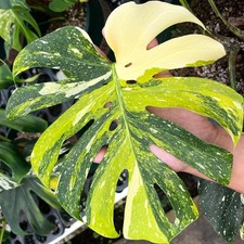 Constellation Monstera Live Plant 4-7'', Rare Foliage Houseplant picture