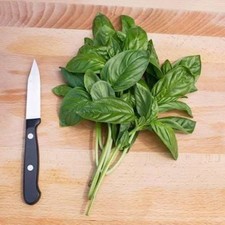 Freshly picked Genovese basil sprigs (Ocimum basilicum) picture