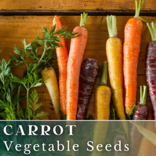 Carrot Vegetable Seeds 400+ Seeds Garden Seeds, Non GMO, Multiple Varieties picture