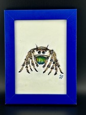 Florida Regal Jumping Spider Regias Phidippus Water Color 6½x8½