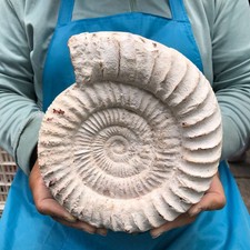 4.48LB Top Natural Horn Screw Fossil Ammonite Conch Crystal Specimen Healing picture