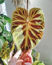 Pretty Imported Double Alocasia Orange Shade Colour Flower Bulbs Pack Of 2 Bulbs picture