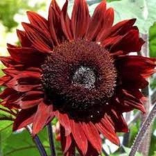 SUNFLOWER, RED SUN, 100 SEEDS BEAUTIFUL BRIGHT RED BLOOMS picture