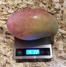 Dwarf LANCETILLA Grafted Rare MANGO Tree 3Gal Pot Ship UPS Overnight picture