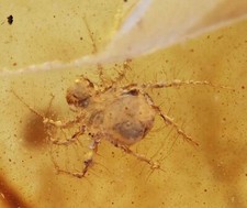 Detailed Hairy Legged Acari (Mite), Fossil Inclusion in Burmese Amber picture