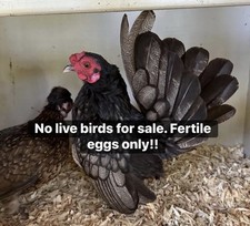 12 Kikiriki (Kiri) Hatching eggs NPIP/AI and PT Clean  picture