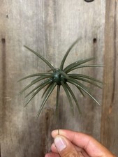 20mm Urchin Bait Coike Style TPE Material 5 Pack- Green Pumpkin Blue picture
