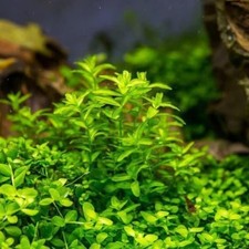 Low Light Aquarium Plant Bundle Live Aquarium Plants BUY 2 GET 1 FREE picture