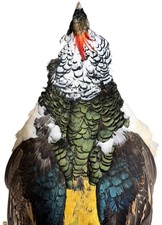 Lady Amherst Pheasant Full Skin (Chrysolophus amherstiae) picture
