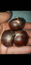 15 American Chestnuts tree seeds organic 2026 ohio grown picture