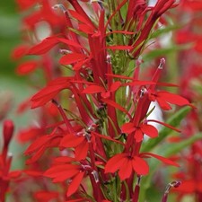 300+ CARDINAL FLOWER SEEDS (Lobelia cardinalis) Hummingbird Plant Perennial USA picture