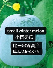 12CT Asian Small Round Winter Melon/White Gourd/Wax Ash Gourd Seeds 12粒高产小圆冬瓜种子 picture