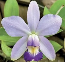 Cattleya violacea v. coerulea x sib Nice Plants In 5” Pots - Species picture