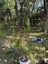 Lula Avocado Tree 7FT Tall  picture