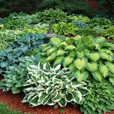 Hosta Bumper Crop Mix 20 Healthy Bare Root Hostas Fabulous Color & Texture picture