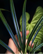 Mapania caudata, Rare Terrarium Plant, Orchid, Large SpecimenCan Split Into 2 picture